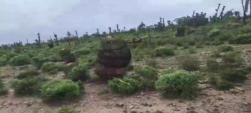 Recorrido Biznagas Gigantes